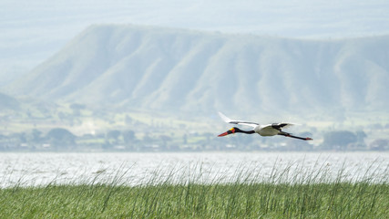 Saddlebill in mid flight © derejeb