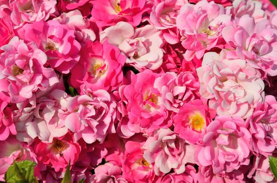 63 件の最適な オルレアンローズ 画像 ストック写真 ベクター Adobe Stock 63 件の最適な オルレアンローズ 画像 ストック写真 ベクター Adobe Stock