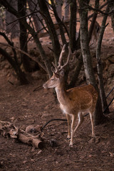 Naklejka na ściany i meble Male Cervus Dama Deer