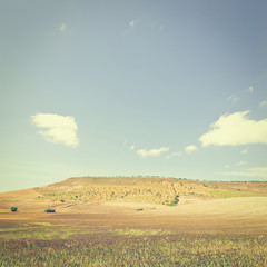 Wheat Fields