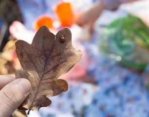 ladybird on an autumn leaf in the hand of child