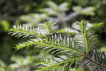 fir branch (Abies alba)
