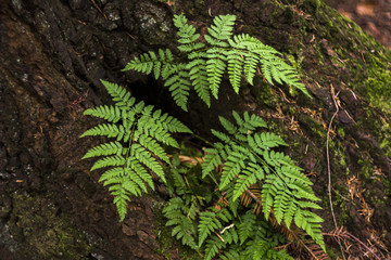 fern frond