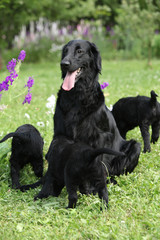 Flat coated retriever - bitch with puppies