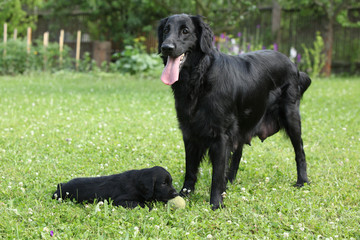 Flat coated retriever - bitch with puppies