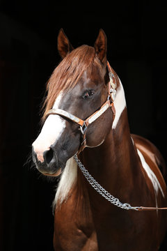 Portrait of beautiful paint horse stallion