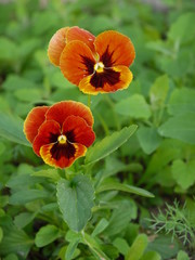 Анютины глазки