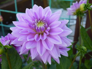 Obraz premium Георгин фиолетовый