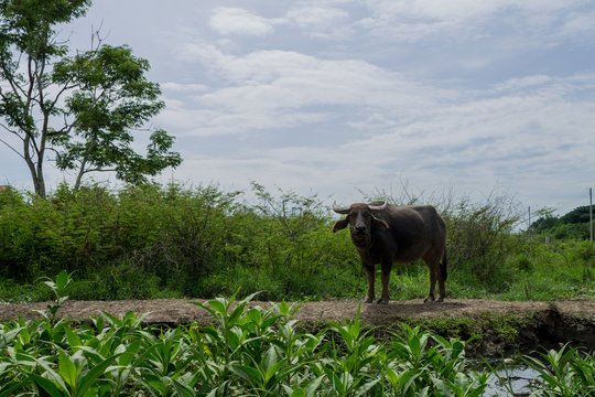 Water buffalo
