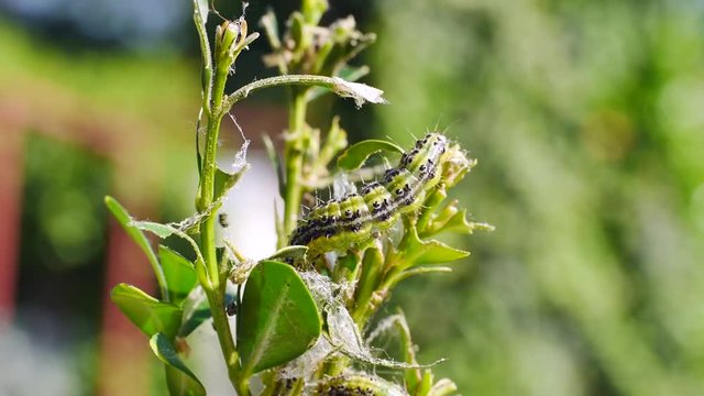 Raupen des Buchsbaumz&uuml;nslers, Cydalima perspectalis