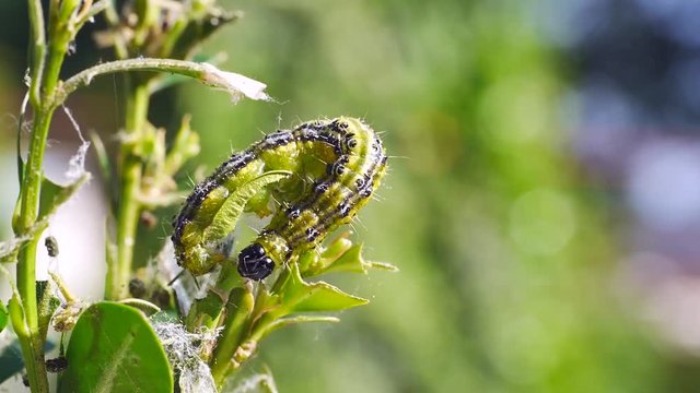 Raupen des Buchsbaumz&uuml;nslers, Cydalima perspectalis