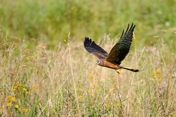 Flying juvenile Montagus harrier over the meadow