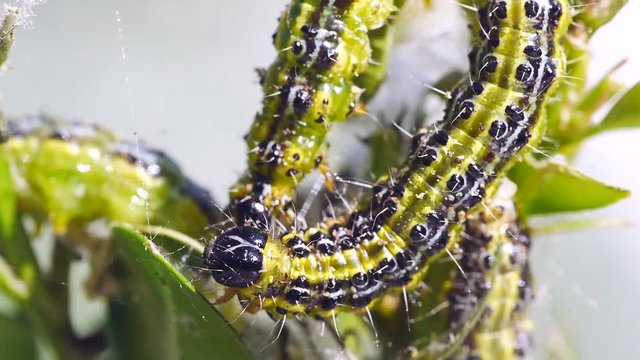 Raupen des Buchsbaumz&uuml;nslers, Cydalima perspectalis