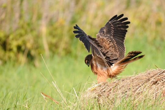 Juvenile Montagus harrier flapping wings at the meadow