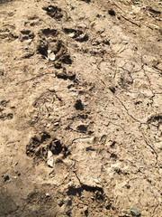 Paw prints on ground