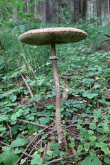 Parasol mushroom in a forest