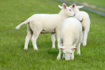 Naklejka na ściany i meble lamb graze on meadow