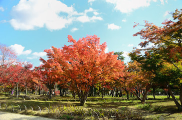 Colors of autumn leaves 