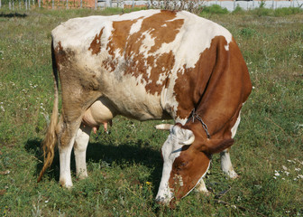 White and brown cow grazing in a meadow on a summer day