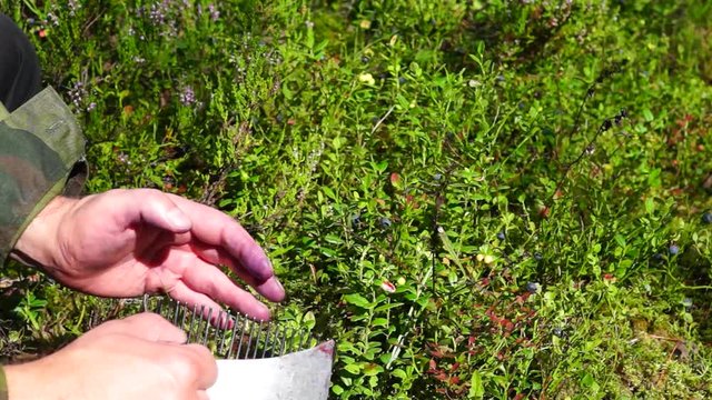 Collecting blueberries with grabber