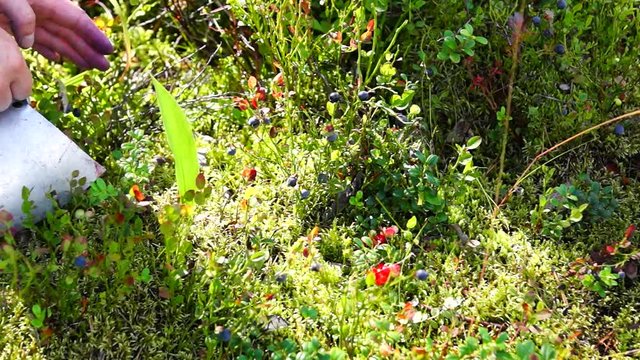 Collecting wild blueberries in forest