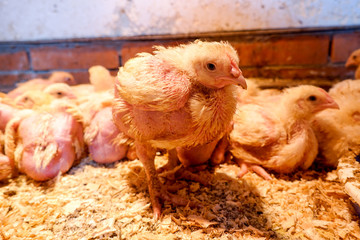 Broiler chickens in the barn