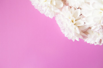 Chrysanthemum on pink background with copy space. Casual beauty