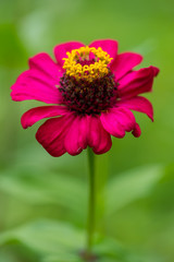 Zinnia flower on the green background