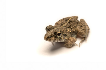 Frogs white background, Close-up, macro photos