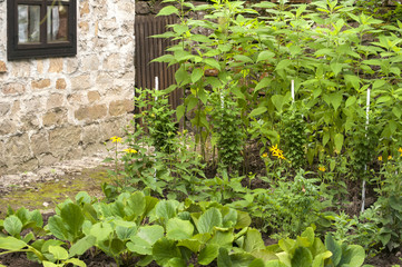 Fototapeta na wymiar Small green vegetable garden in village house yard closeup