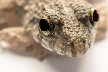 Frogs white background, Close-up, macro photos