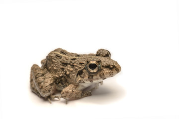 Frogs white background, Close-up, macro photos