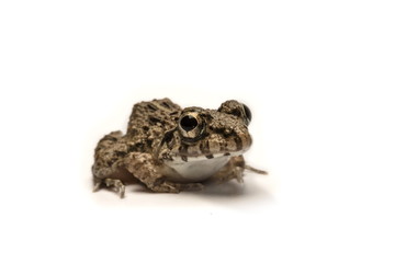 Frogs white background, Close-up, macro photos