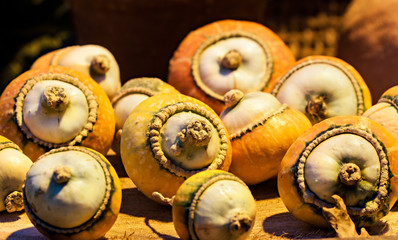 Autumn colorful pumpkins.