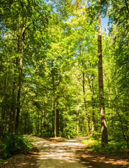 Wald Weg Richtung Kreuzung