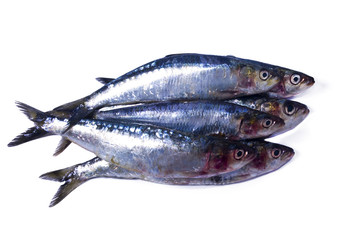 seafood, fish: sardines isolated on white