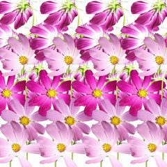 Fototapeta na wymiar Beautiful summer background of pink and purple flowers 