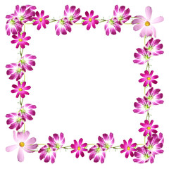 Beautiful summer background of pink and purple flowers 