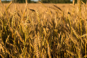 Golden wheat field in the evening, soft focus, Russia