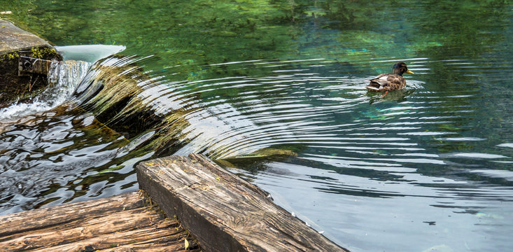 Ente in einem See.