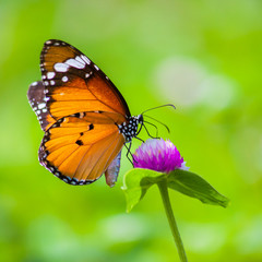 Fototapeta na wymiar Butterflies in the garden flowers.