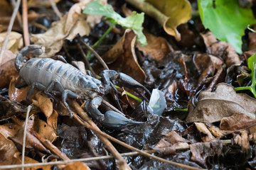 A pregnant Giant  Scorpion  in thailand
