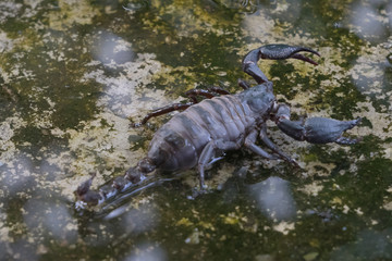 A pregnant Giant  Scorpion  in thailand