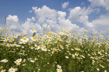 flowers on meadow