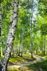 summer birch forest - 117887197