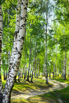 Fototapeta summer birch forest
