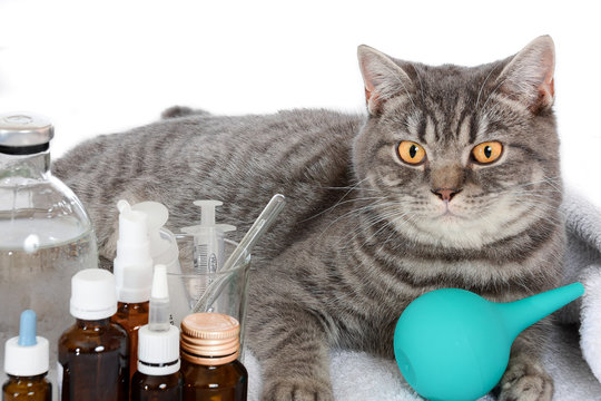 sick cat on a table with medicines