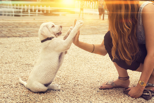 Labrador Hund Welpe und junge Frau geben sich die Hand . Handshake - Highfive - Abklatschen