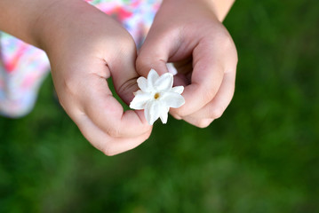 Asian girl hands holding white jasmine flowers, This flower is symbol of Thailand Mother's Day. 