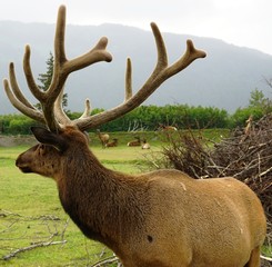 An elk in Alaska